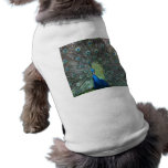 Peacock male in full fan photograph pet clothing