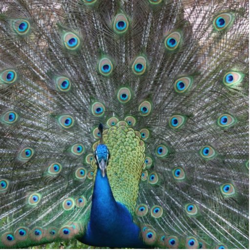 Peacock male in full fan photograph acrylic cut outs
