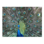 Peacock male in full fan photograph post card