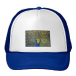 Peacock Mesh Hats