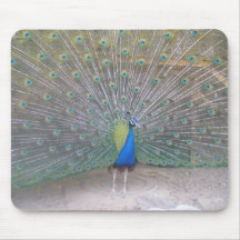 Peacock Mouse Mats