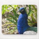 Peacock Mouse Pad