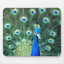 Peacock, mousepad