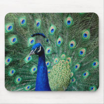 Peacock, mousepad