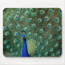 Peacock, mousepad