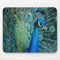 Peacock, mousepad