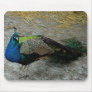 Peacock mousepad