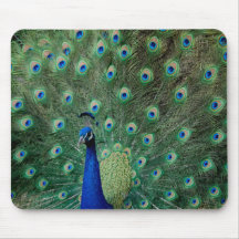 Peacock, mousepad