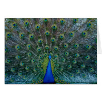 Peacock, note card