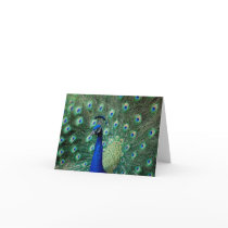 Peacock, note card