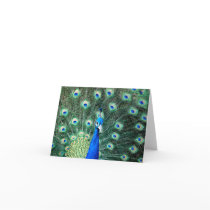 Peacock, note card