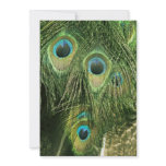 Peacock/Peafowl Feathers Invitation