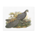Peacock Pheasant postcards
