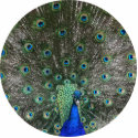 Peacock photo sculptures