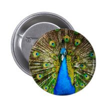 Peacock Pin
