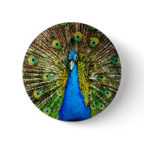 Peacock Pin