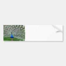 Peacock Plume Bumper Stickers