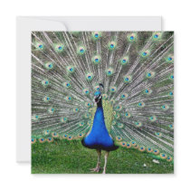 Peacock Plume Invitation