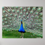 Peacock Plume Poster posters