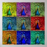 peacock pop art posters