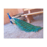 Peacock Postcard