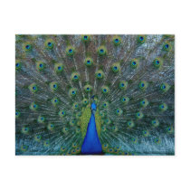 Peacock, postcard