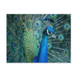 Peacock, postcard