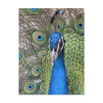 Peacock Postcard