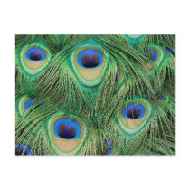 Peacock Postcard