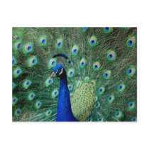 Peacock, postcard