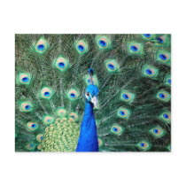 Peacock, postcard