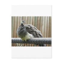 peacock post card