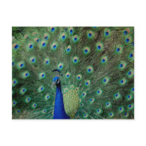 Peacock, postcard