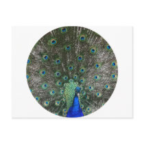 Peacock Postcard