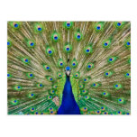 Peacock Postcard