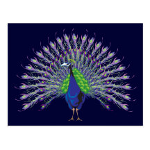 Peacock Postcards