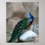 Peacock posters