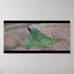 Peacock Print