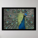 Peacock posters