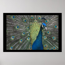 Peacock Posters