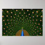 Peacock posters