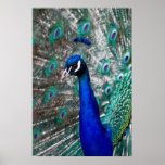 Peacock posters