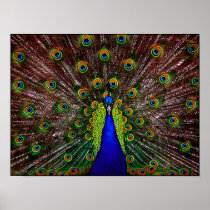 Peacock Poster Print