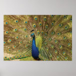 Peacock Print