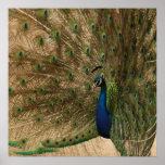 Peacock Print