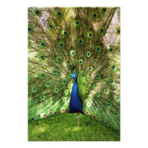 Peacock Print Photo Art