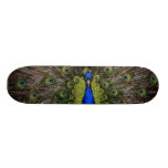 Peacock Skateboard
