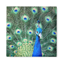 Peacock, square magnet