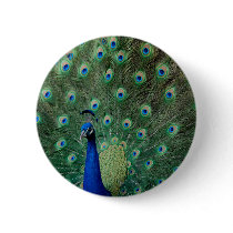 Peacock, standard button