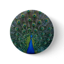 Peacock, standard button